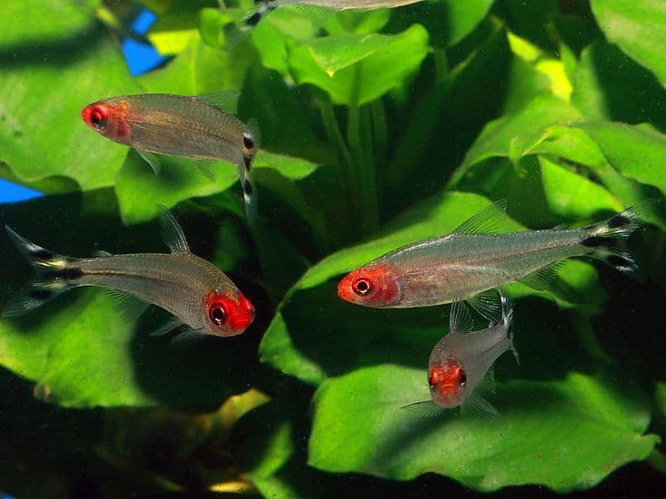 Tropical fish in a planted aquarium