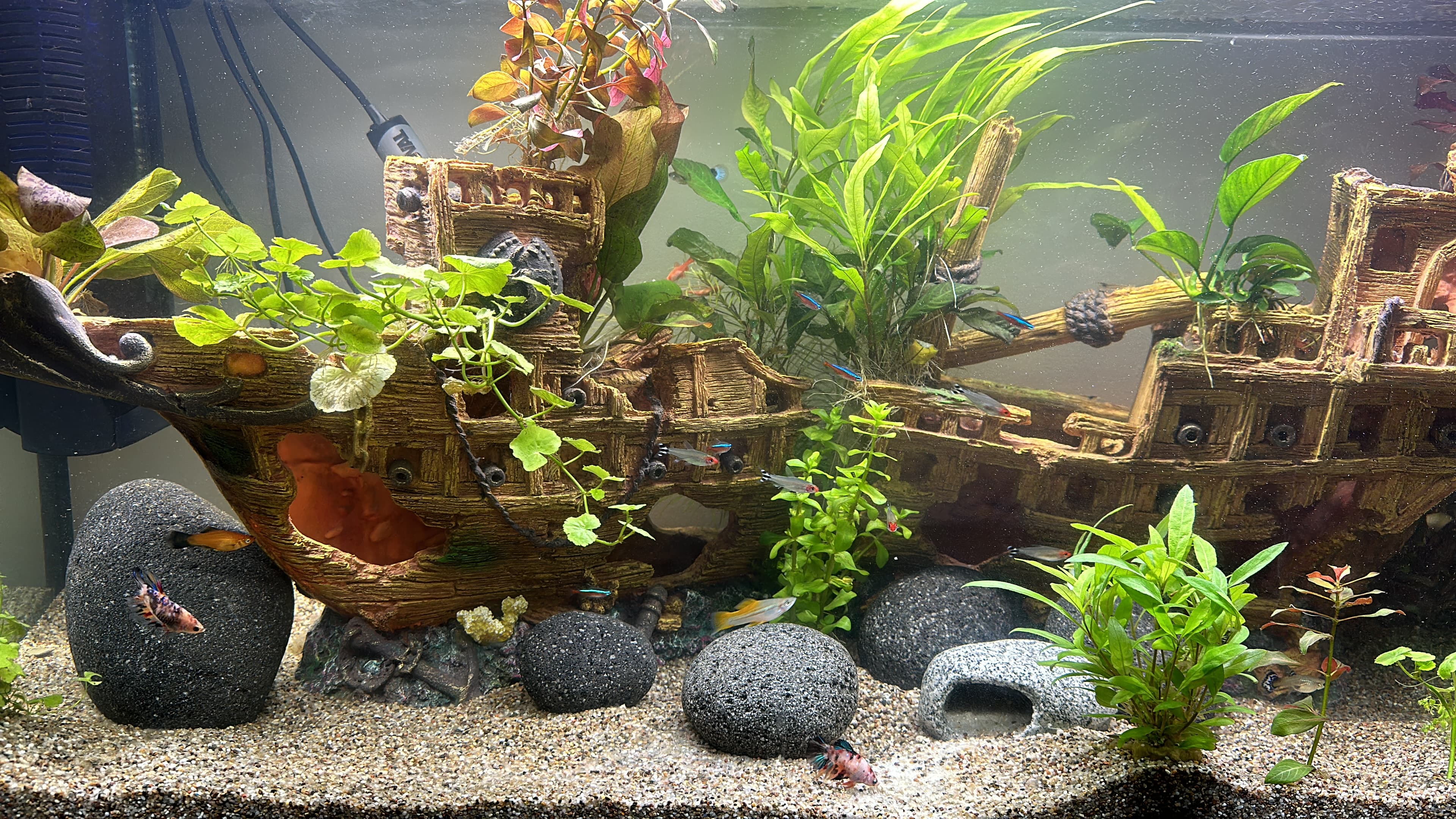 Established planted aquarium with ornament