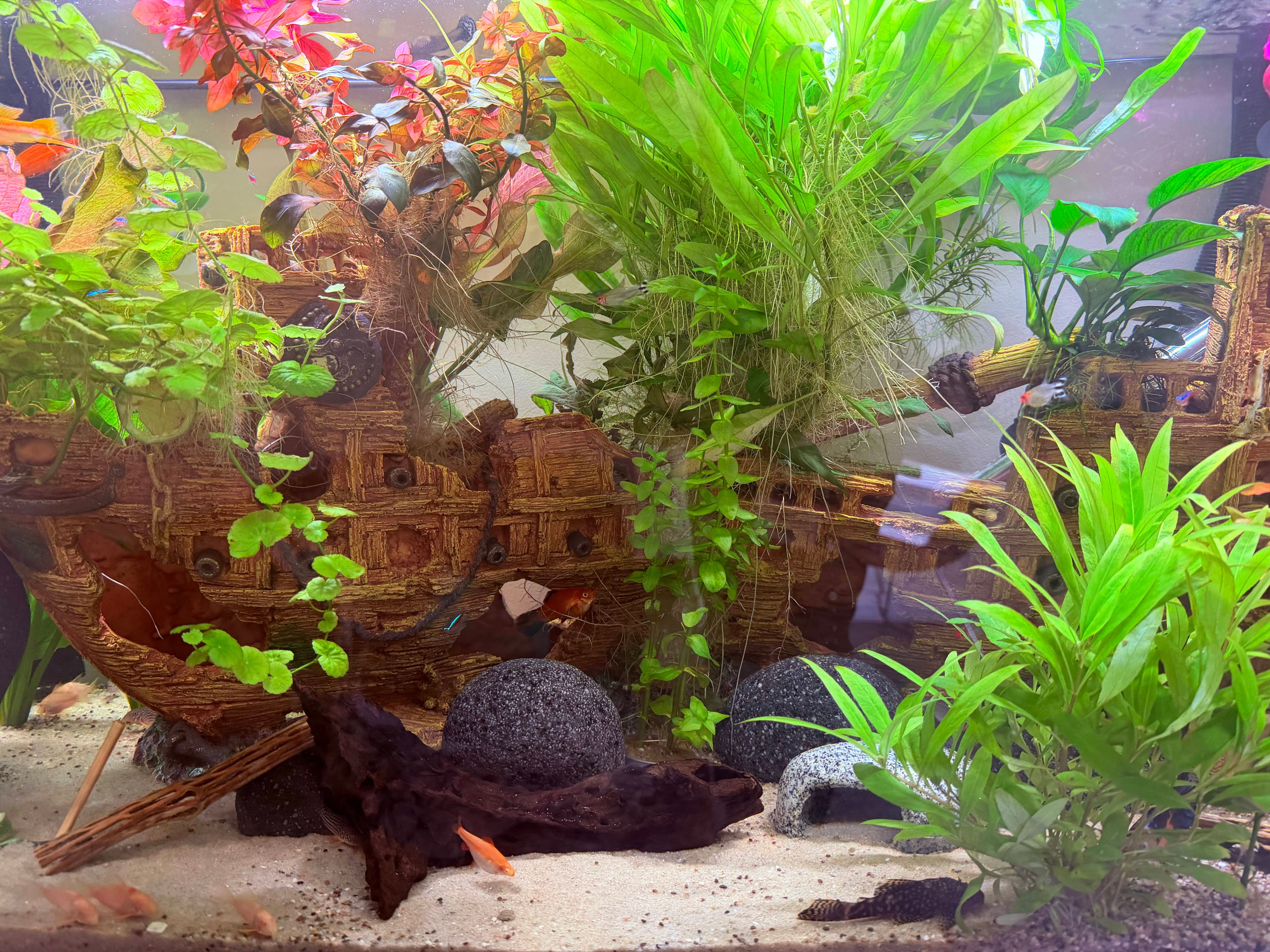 Community aquarium