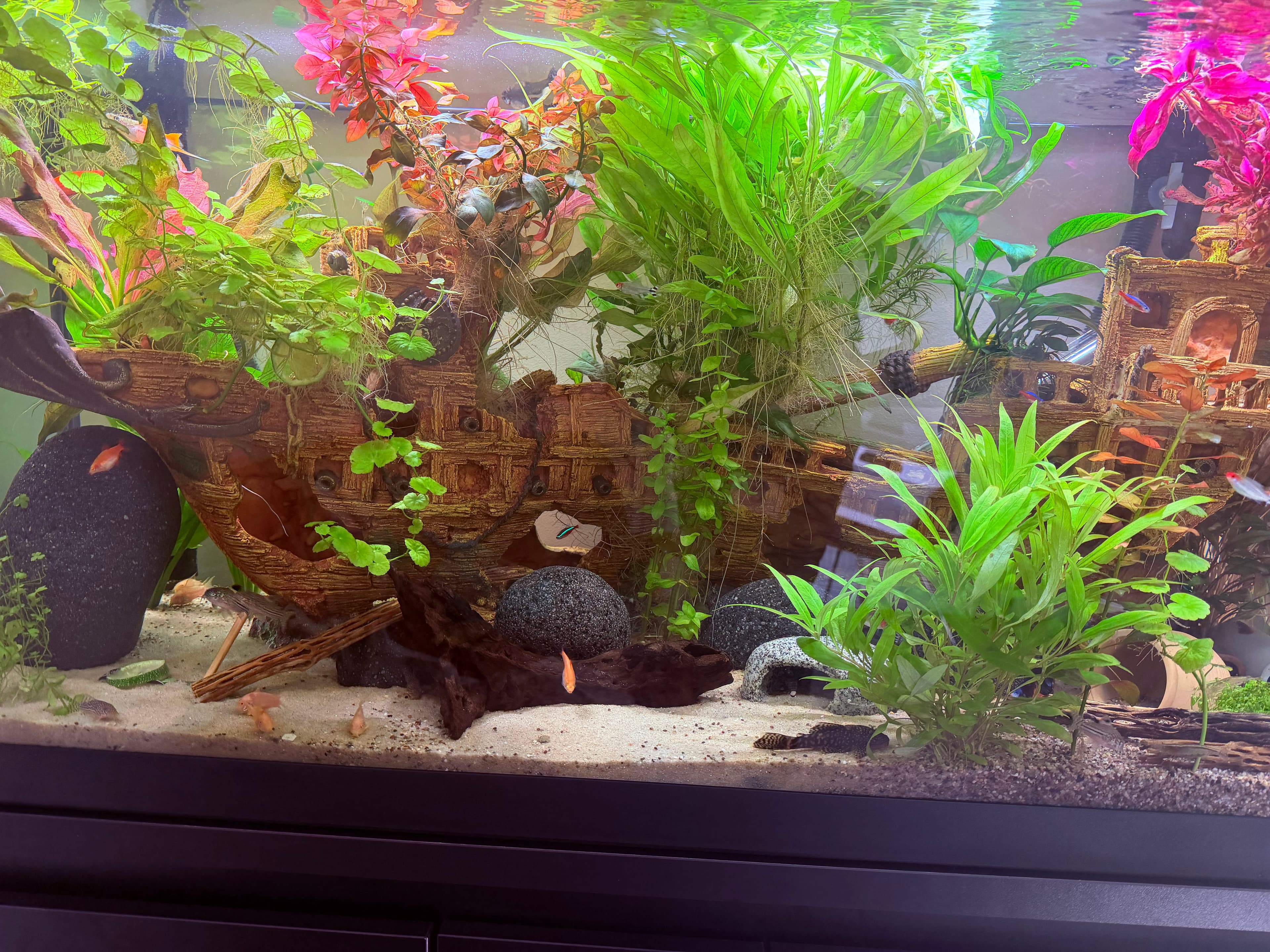 Pleco catfish