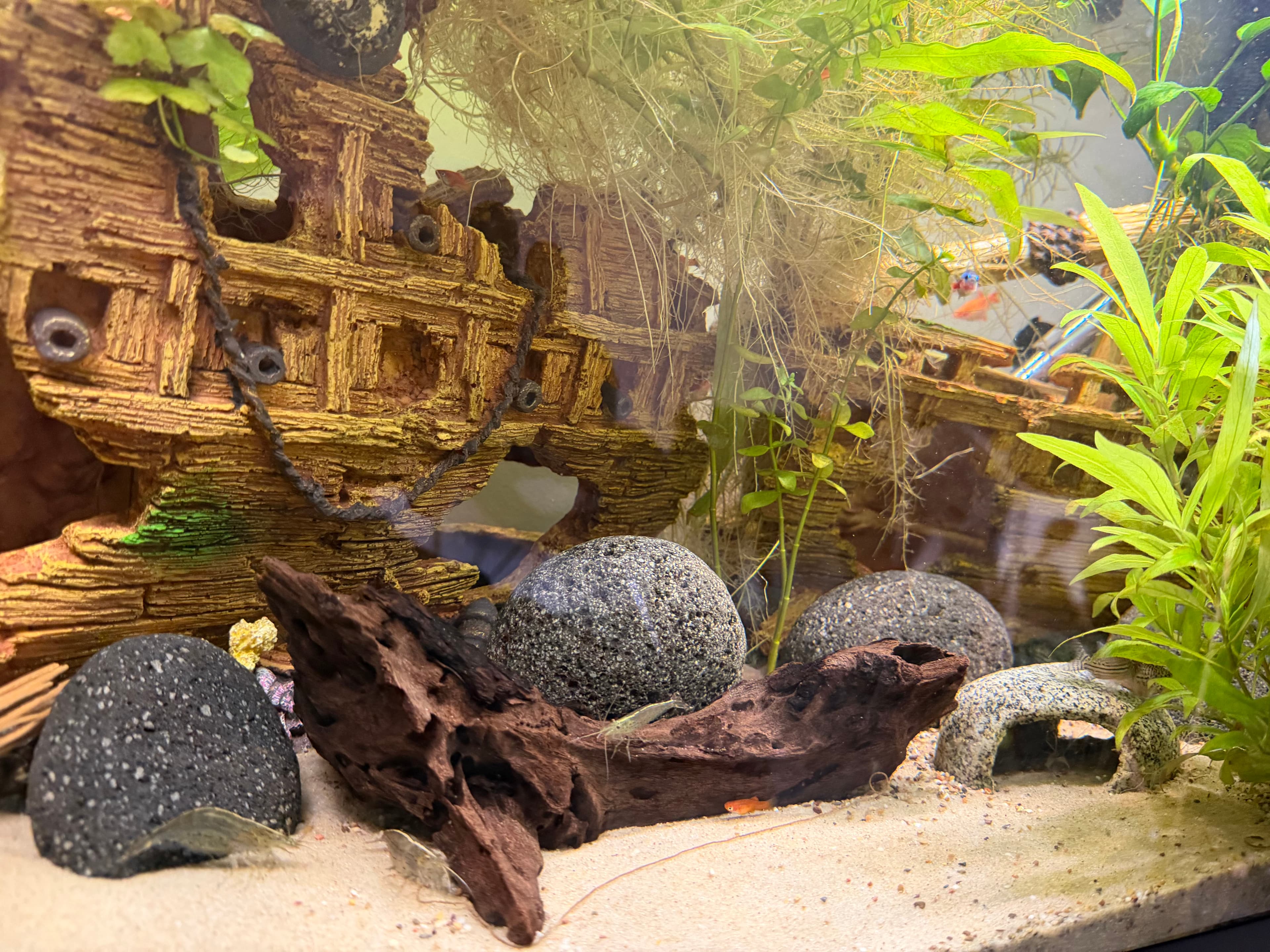 Midground aquatic plants
